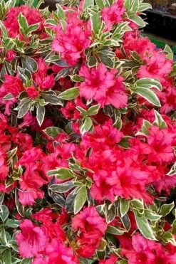 Arctic Rose Azalea - 3 Gallon Pot 9 Arctic Rose Azalea - 3 Gallon Pot -Green Haven Sales azalea arctic rose 5