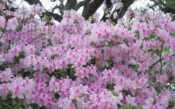 George L. Taber Southern Indica Azalea - 3 Gallon Pot -Green Haven Sales azalea george taber 10