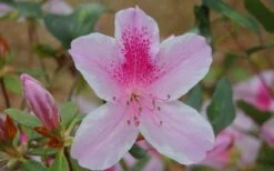 George L. Taber Southern Indica Azalea - 3 Gallon Pot -Green Haven Sales azalea george taber 13