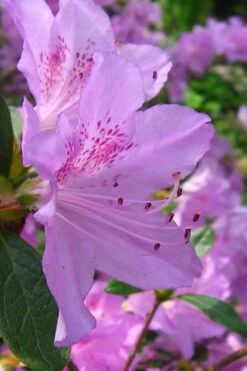 Gulf Pride Fragrant Southern Indica Azalea - 3 Gallon Pot -Green Haven Sales azalea gulf pride 2