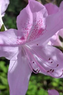 Gulf Pride Fragrant Southern Indica Azalea - 3 Gallon Pot -Green Haven Sales azalea gulf pride 5