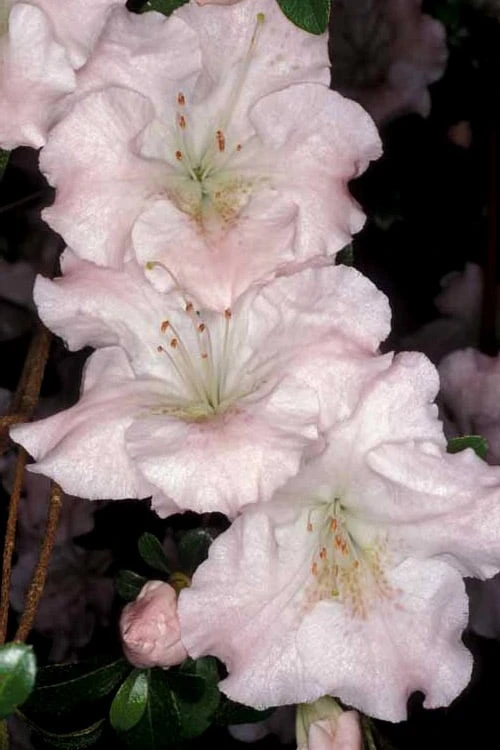 Gwenda Azalea (Robin Hill Hybrid) - 1 Gallon Pot 5 Gwenda Azalea (Robin Hill Hybrid) - 1 Gallon Pot - Image 5