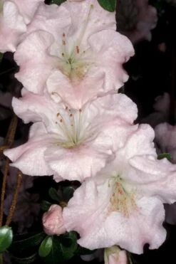 Gwenda Azalea (Robin Hill Hybrid) - 6 Pack Of 1 Gallon Pots -Green Haven Sales azalea gwenda 6