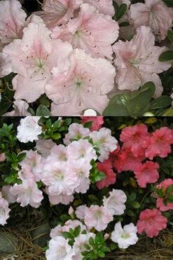 Gwenda Azalea (Robin Hill Hybrid) - 6 Pack Of 1 Gallon Pots -Green Haven Sales azalea gwenda 7