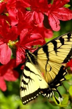 Midnight Flare Azalea - 3 Gallon Pot -Green Haven Sales azalea midnight flare 20