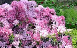 Northlake Beauty Azalea - 6 Pack Of 1 Gallon Pots 7 Northlake Beauty Azalea - 6 Pack Of 1 Gallon Pots -Green Haven Sales azalea northlake beauty 13