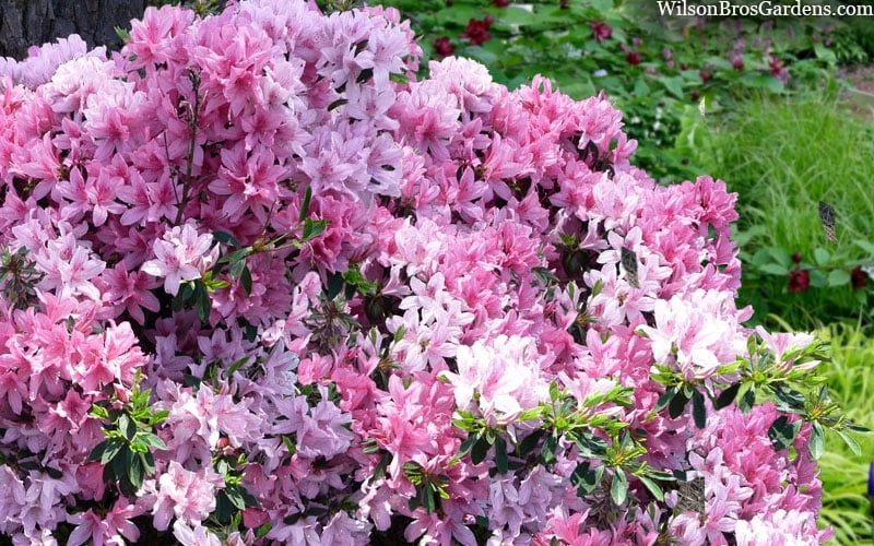 Northlake Beauty Azalea - 6 Pack Of 1 Gallon Pots 4 Northlake Beauty Azalea - 6 Pack Of 1 Gallon Pots - Image 4