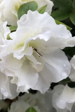 Perfecto Mundo Double White Reblooming Azalea - 2 Gallon Pot -Green Haven Sales azalea perfecto mondo double white 1