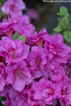Perfecto Mundo Double Purple Reblooming Azalea - 2 Gallon Pot -Green Haven Sales azalea perfecto mondo double20purple 3