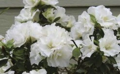 Perfecto Mundo Double White Reblooming Azalea - 2 Gallon Pot -Green Haven Sales azalea perfecto mundo double white 9
