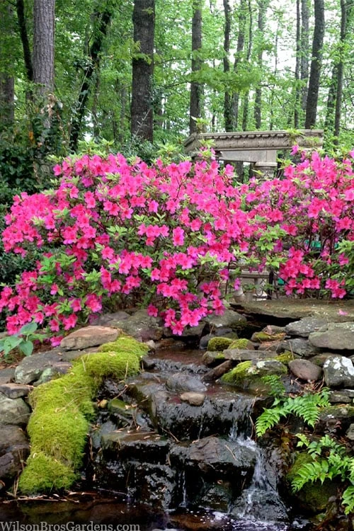 Pink Formosa Azalea - 6 Pack Of 1 Gallon Pots 4 Pink Formosa Azalea - 6 Pack Of 1 Gallon Pots - Image 4
