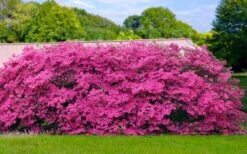 Pink Formosa Azalea - 3 Gallon Pot -Green Haven Sales azalea pink formosa 4 1