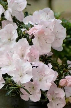 Tsuki No Shimo Satsuki Azalea - 1 Gallon Pot -Green Haven Sales azalea satsuki tsuki no shimo 100