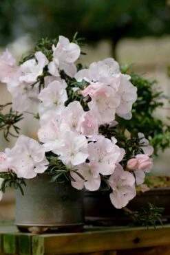 Tsuki No Shimo Satsuki Azalea - 1 Gallon Pot -Green Haven Sales azalea satsuki tsuki no shimo 101