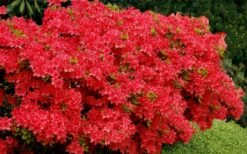 Stewartstonian Azalea - 3 Gallon Pot 15 Stewartstonian Azalea - 3 Gallon Pot -Green Haven Sales azalea stewartstonian 3