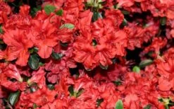 Stewartstonian Azalea - 3 Gallon Pot 17 Stewartstonian Azalea - 3 Gallon Pot -Green Haven Sales azalea stewartstonian 4