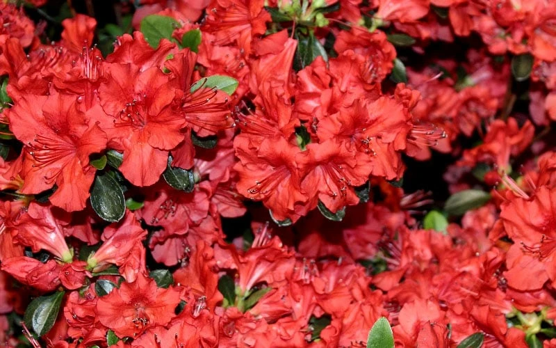 Stewartstonian Azalea - 3 Gallon Pot 9 Stewartstonian Azalea - 3 Gallon Pot - Image 9