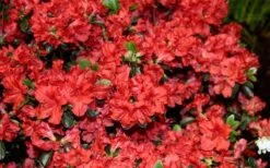 Stewartstonian Azalea - 3 Gallon Pot 16 Stewartstonian Azalea - 3 Gallon Pot -Green Haven Sales azalea stewartstonian 6