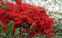 Stewartstonian Azalea - 3 Gallon Pot 13 Stewartstonian Azalea - 3 Gallon Pot -Green Haven Sales azalea stewartstonian 7