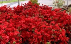 Stewartstonian Azalea - 3 Gallon Pot 14 Stewartstonian Azalea - 3 Gallon Pot -Green Haven Sales azalea stewartstonian 8