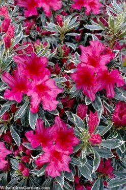 The Robe Azalea - 2 Gallon Pot 7 The Robe Azalea - 2 Gallon Pot -Green Haven Sales azalea the robe 3 1