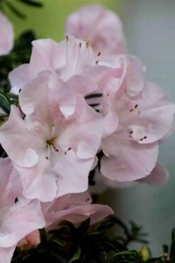 Tsuki No Shimo Satsuki Azalea - 1 Gallon Pot -Green Haven Sales azalea tsuki no shimo 3