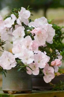 Tsuki No Shimo Satsuki Azalea - 1 Gallon Pot -Green Haven Sales azalea tsuki no shimo 6