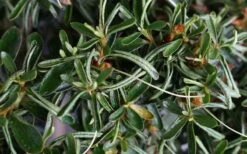 Tsuki No Shimo Satsuki Azalea - 1 Gallon Pot -Green Haven Sales azalea tsuki no shimo 7