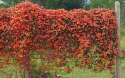 Tangerine Beauty Crossvine Bignonia - 3 Gallon Pot -Green Haven Sales bignonia capreolata tangerine beauty crossvine 101