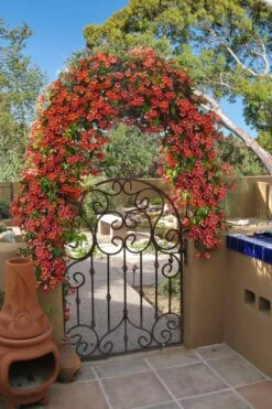 Tangerine Beauty Crossvine Bignonia - 3 Gallon Pot -Green Haven Sales bignonia capreolata tangerine beauty crossvine 110
