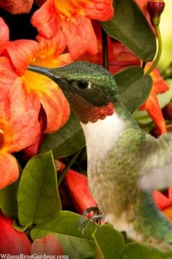 Tangerine Beauty Crossvine Bignonia - 3 Gallon Pot -Green Haven Sales bignonia capreolata tangerine beauty crossvine 111