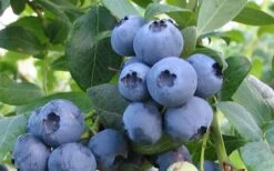 Alapaha Rabbiteye Blueberry - 1 Gallon Pot -Green Haven Sales blueberry alapaha