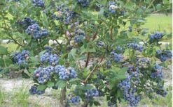 Northern Highbush Blueberry (Vaccinum Corymbosum) - 1 Gallon Pot 8 Northern Highbush Blueberry (Vaccinum Corymbosum) - 1 Gallon Pot -Green Haven Sales blueberry northern20highbush 800x500 1