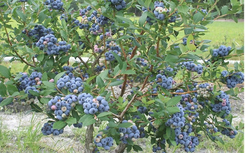 Northern Highbush Blueberry (Vaccinum Corymbosum) - 1 Gallon Pot 4 Northern Highbush Blueberry (Vaccinum Corymbosum) - 1 Gallon Pot - Image 4