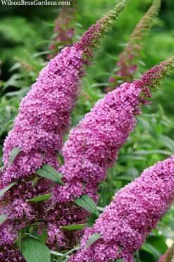 Pugster Pinker Butterfly Bush (Buddleia) - 3 Gallon Pot -Green Haven Sales buddleai pugster pinker butterfly bush 1