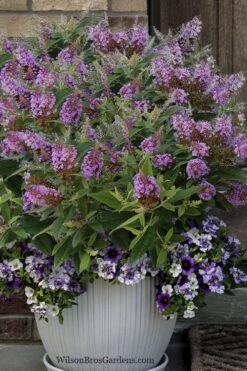Dapper Lavender Butterfly Bush - 2 Gallon Pot -Green Haven Sales buddleia davidii dapper lavender butterfly bush 3