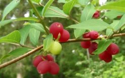 Fragrant Winter Honeysuckle Bush (Lonicera Fragrantissima) - 1 Gallon Pot -Green Haven Sales bush fragrant honeysuckle 3 800x500 1