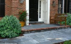 Gordo Boxwood - 1 Gallon Pot 12 Gordo Boxwood - 1 Gallon Pot -Green Haven Sales buxus gordo boxwood 2