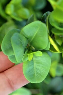 Gordo Boxwood - 1 Gallon Pot 10 Gordo Boxwood - 1 Gallon Pot -Green Haven Sales buxus gordo boxwood 3