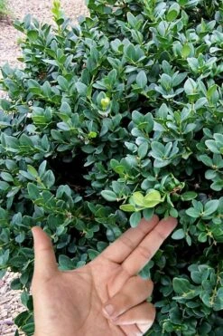 Gordo Boxwood - 1 Gallon Pot 11 Gordo Boxwood - 1 Gallon Pot -Green Haven Sales buxus gordo boxwood 4