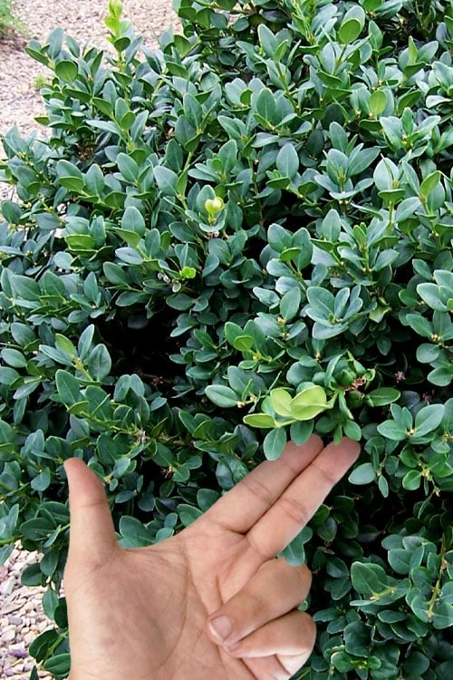 Gordo Boxwood - 1 Gallon Pot 5 Gordo Boxwood - 1 Gallon Pot - Image 5