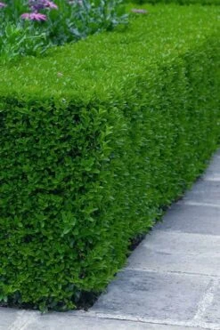 Gordo Boxwood - 1 Gallon Pot 13 Gordo Boxwood - 1 Gallon Pot -Green Haven Sales buxus gordo boxwood 5