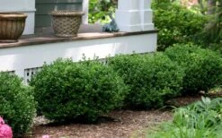 Little Missy Dwarf Boxwood - 5 Pack Of Quart Pots -Green Haven Sales buxus microphylla little missy dwarf boxwood 5 1
