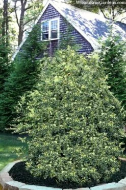 Golden Weeping Boxwood (Buxus Sempervirens 'Aurea Pendula') - 1 Gallon Pot -Green Haven Sales buxus sempervirens aurea pendula variegated weeping boxwood 3