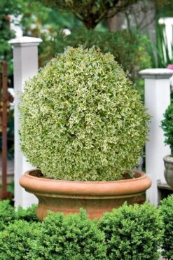 Elegans Variegated Boxwood - Buxus Sempervirens 'Elegantissima' - 3 Gallon Pot -Green Haven Sales buxus sempervirens elegantissima variegated boxwood 101 1