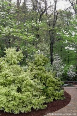 Elegans Variegated Boxwood - Buxus Sempervirens 'Elegantissima' - 1 Gallon Pot -Green Haven Sales buxus sempervirens elegantissima variegated boxwood 102