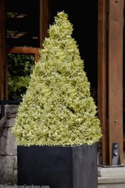 Elegans Variegated Boxwood - Buxus Sempervirens 'Elegantissima' - 1 Gallon Pot -Green Haven Sales buxus sempervirens elegantissima variegated boxwood 105