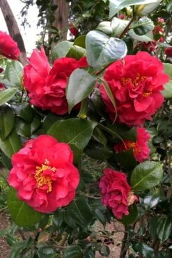 Turandot Camellia Japonica - 7 Gallon Pot -Green Haven Sales caellia turandot 20