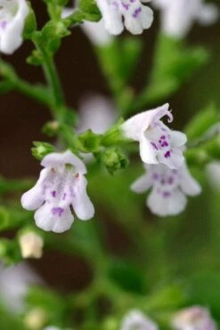 Calamint Plant (Calamintha Nepeta) - 1 Gallon Pot -Green Haven Sales calamint 14