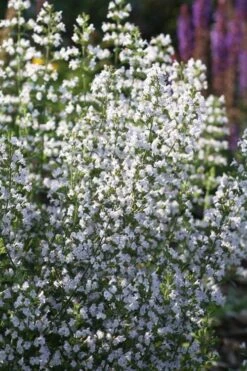 Calamint Plant (Calamintha Nepeta) - 1 Gallon Pot -Green Haven Sales calamint 15